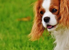 Dogs