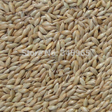 500 gm Imported seeds Canary food