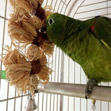 Lovely Pet Conure Cockatiel Parakeet