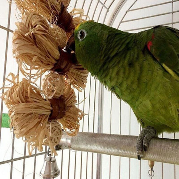 Lovely Pet Conure Cockatiel Parakeet