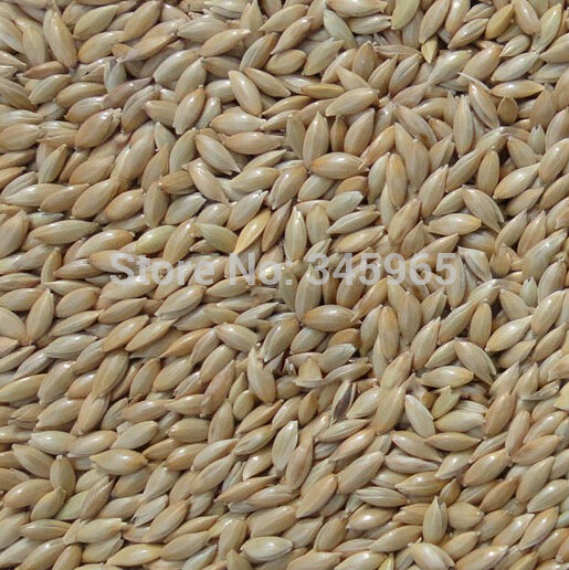 500 gm Imported seeds Canary food