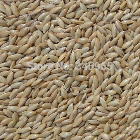 500 gm Imported seeds Canary food